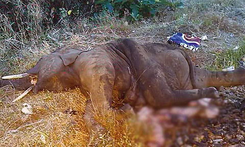 தமிழக-கேரள எல்லையில் ரெயில் மோதி குட்டியானை பலி