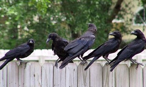 சென்னையில் காகங்கள் தொடர் இறப்பு: பறவை காய்ச்சல் உறுதியானதால் பொதுமக்கள் அச்சம்