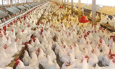 நாமக்கல் மண்டலத்தில் கறிக்கோழி கிலோவுக்கு ரூ.5 உயர்வு