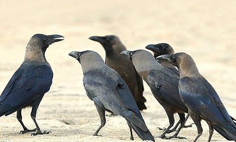 சென்னையை தொடர்ந்து கோவையிலும் காகங்கள் இறந்து கிடந்ததால் மக்கள் பீதி