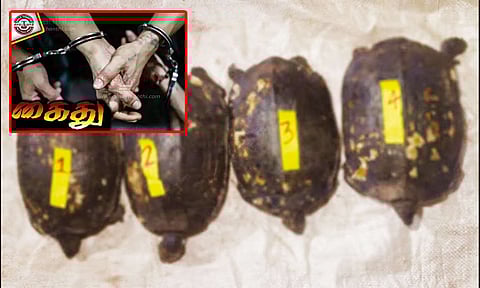 இறந்துபோன பாட்டிக்கு திதி கொடுத்து படையலிட ஆமைகளை வேட்டையாடிய 4 வாலிபர்கள் கைது