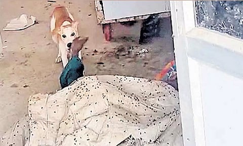 அரசு மருத்துவமனை பிணவறையில் இருந்து சடலத்தின் உடல் பாகங்களை கவ்விச் சென்ற நாய்; அதிர்ச்சி சம்பவம்