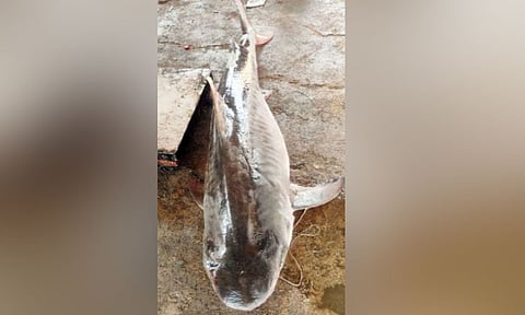 தூத்துக்குடியில் 73 கிலோ எடையுள்ள ராட்சத சுறா சிக்கியது: ரூ.16 ஆயிரத்திற்கு ஏலம்