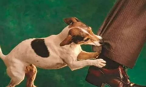 தூத்துக்குடி அனல்மின் நிலையத்தில் 14 பணியாளர்களை நாய் கடித்து குதறியது