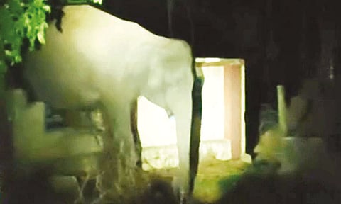 ஈரோடு: பள்ளி வளாகத்துக்குள் புகுந்து காட்டு யானை அட்டகாசம்