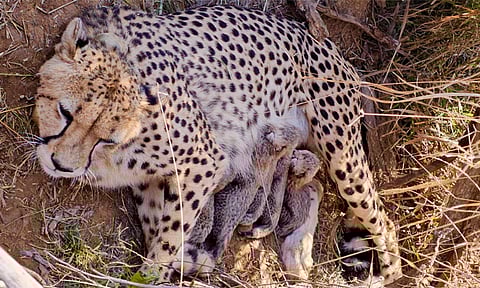 இந்தியாவில் சிறுத்தை புலிகளின் எண்ணிக்கை 50-ஐ கடந்து சாதனை