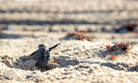 கன்னியாகுமரியில் 6,504 கடல் ஆமை முட்டைகள் சேகரிப்பு: 1,448 குஞ்சுகள் கடலில் விடப்பட்டன