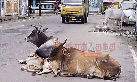 சென்னையில் 18-ந்தேதிக்குள் மாடுகளுக்கு உரிமம் பெறாவிட்டால் உரிமையாளர்களுக்கு அபராதம் - மாநகராட்சி எச்சரிக்கை