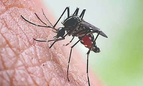 கொசுக்களும்.. கொடிய நோய் பாதிப்பும்..