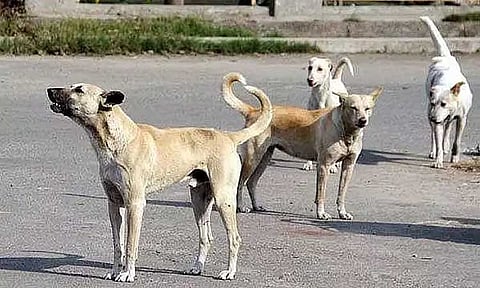 கேரளாவில் பயங்கரம்: வீட்டில் படுத்திருந்த 84 வயது மூதாட்டியை கடித்துக் கொன்ற வெறிநாய்