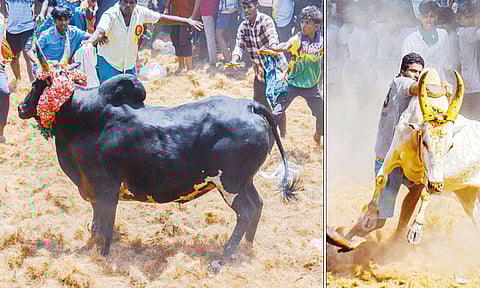 லால்குடி அருகே ஜல்லிக்கட்டு போட்டி: காளைகள் முட்டியதில் 52 பேர் காயம்