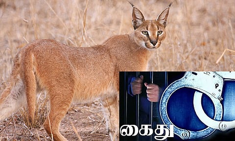 ராஜஸ்தானில் அரிய வகை பூனையை கொன்று எரித்த 3 பேர் கைது: வீடியோவால் சிக்கினர்