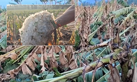 கோவையில் வரலாறு காணாத ஆலங்கட்டி மழை; வாழை மரங்கள் சேதம் - விவசாயிகள் வேதனை