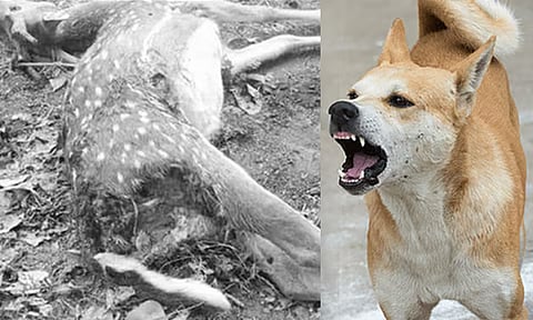 திருப்பூர் அருகே தெருநாய்கள் கடித்து புள்ளி மான் சாவு