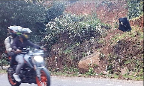 வீட்டுக்குள் புகுந்த சிறுத்தை; சாலையோரம் ஓய்வெடுத்த கரடி - ஊட்டி அருகே பரபரப்பு