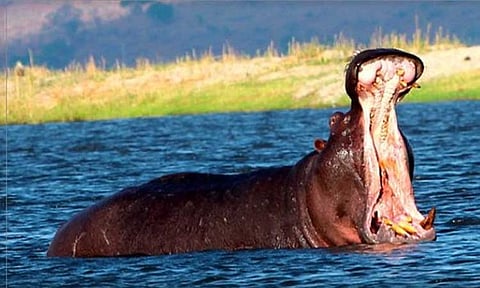 கர்நாடகாவில் நீர்யானை தாக்கி கால்நடை டாக்டர் பலி