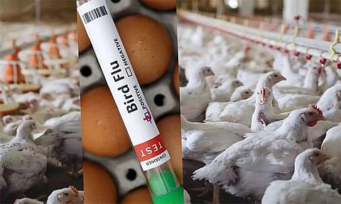 பறவை காய்ச்சல் மனிதர்களுக்கு பரவ வாய்ப்பு இல்லை: பொது சுகாதாரத்துறை