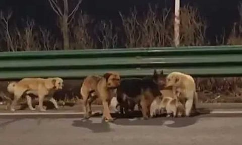 சீனாவில் கடத்தப்பட்டவர்களிடம் இருந்து தப்பித்து 17 கி.மீ கடந்து உரிமையாளர்களிடம் திரும்பிய நாய்கள்