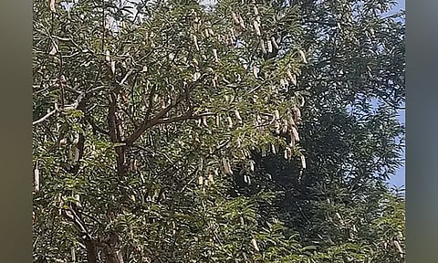 4 ஆண்டுகளுக்கு பிறகு தமிழ்நாட்டில் புளி விளைச்சல் அமோகம்: விலையும் குறைகிறது