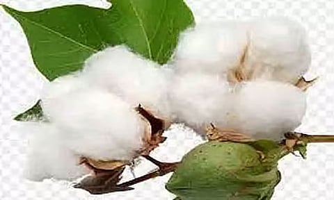 ஈரான்-இஸ்ரேல் போர் பதற்றம்: இறக்குமதி தடைபட்டதால் பஞ்சு விலை உயர்வு