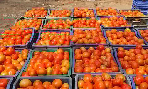 விளைச்சல் அதிகரிப்பு: நெல்லையில் தக்காளி விலை குறைந்தது