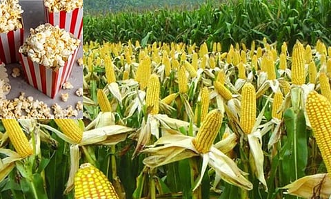 பாப்கார்ன் விற்பனை உயர்வு: இறக்குமதியை குறைக்க உள்நாட்டு மக்காச்சோள உற்பத்தி அதிகரிப்பு