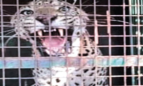 ஈரோடு: கூண்டில் சிக்கிய சிறுத்தைப்புலி - பொதுமக்கள் நிம்மதி