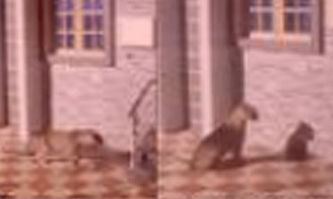 நீலகிரி: கிராமத்துக்குள் புகுந்த சிறுத்தை.. பொதுமக்கள் அச்சம்