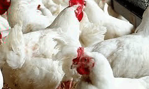 நாமக்கல் மண்டலத்தில் கறிக்கோழி கிலோவுக்கு ரூ.7 குறைந்தது