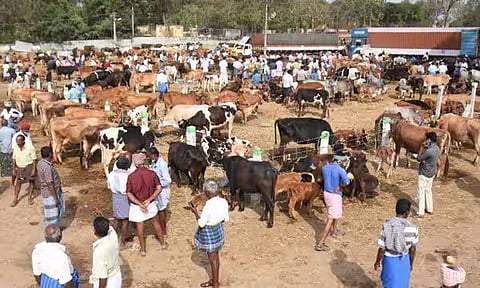 தேர்தல் நடத்தை விதிமுறைகளால் சந்தையில் மாடுகள் விற்பனை குறைந்தது - 50 சதவீத வர்த்தகம் பாதிப்பு