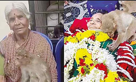 80 வயது மூதாட்டி மரணம்: உடலை கட்டி தழுவி இறுதி அஞ்சலி செலுத்திய குரங்கு