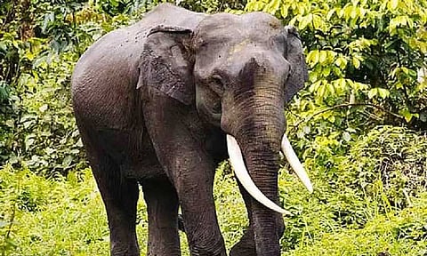 அல்புக்கர்க்கி பூங்காவில் பரபரப்பு: டிக்கெட் எடுக்காமலேயே பூங்காவை சுற்றி பார்த்த யானை ஆலிஸ்