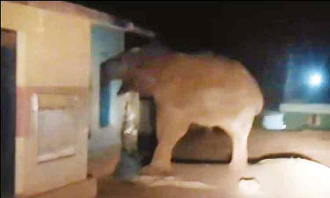 ரேஷன் கடையில் ஜன்னலை உடைத்து அரிசியை தின்ற காட்டு யானை - மசினகுடி அருகே பரபரப்பு