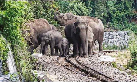 மலை ரெயில் பாதையில் காட்டு யானைகள் முகாம் - வனத்துறை கண்காணிப்பு