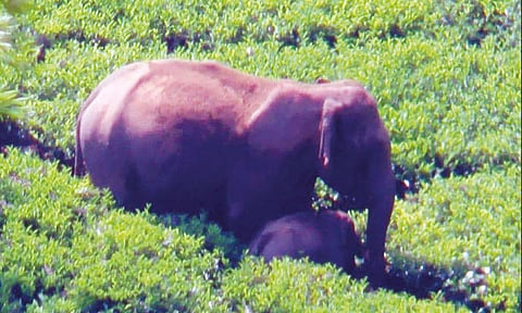 தேயிலை தோட்டத்தில் குட்டியுடன் சுற்றித்திரியும் காட்டுயானை - வனத்துறையினர் எச்சரிக்கை