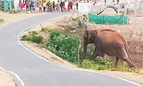 ஈரோடு: ஊருக்குள் புகுந்த காட்டு யானை - பொதுமக்கள் அச்சம்