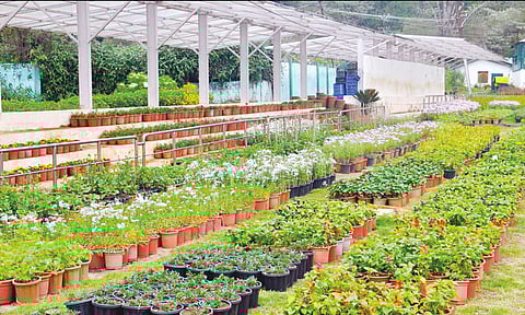 கோடை சீசனுக்காக ஊட்டி தாவரவியல் பூங்காவில் மலரத் தொடங்கிய வண்ண வண்ண பூக்கள்!