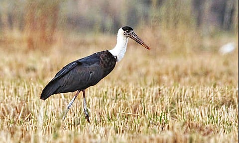 தஞ்சை அருகே அரிதாக காணப்படும் 6 வண்ணத்தி நாரை பறவைகள் கண்டுபிடிப்பு