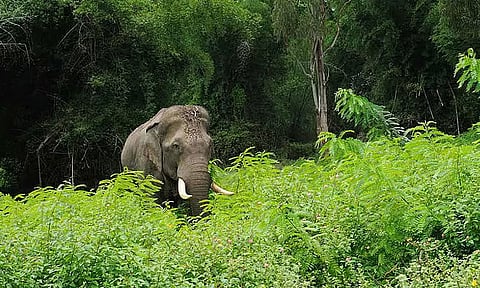 மலைப்பாதையில் கேட்ட பயங்கர சத்தம்: உலா வந்த ஒற்றை யானையால் பொதுமக்கள் அச்சம்