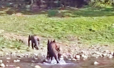 மூணாறில் எருமை மாடுகளை பார்த்து மிரண்டு ஓடிய யானைகள்