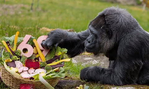 பெர்லின் பூங்காவின் ராணி: உலக சாதனை படைத்த பாட்டி கொரில்லா