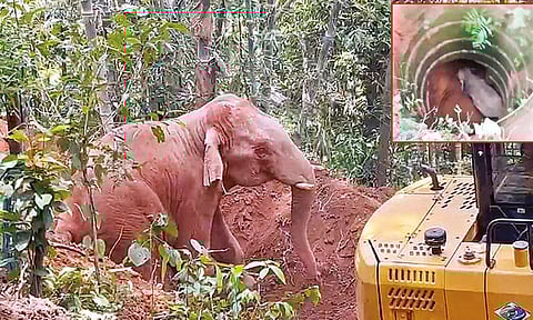 30 அடி ஆழ கிணற்றுக்குள் தவறி விழுந்த காட்டு யானை போராடி மீட்பு