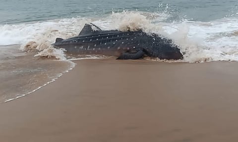 குளச்சலில் கரை ஒதுங்கிய திமிங்கலப் புள்ளி சுறா