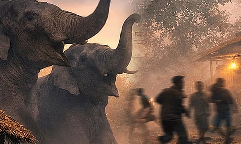 கோழிக்கோட்டில் சோகம்: காட்டு யானை பரிதாப பலி