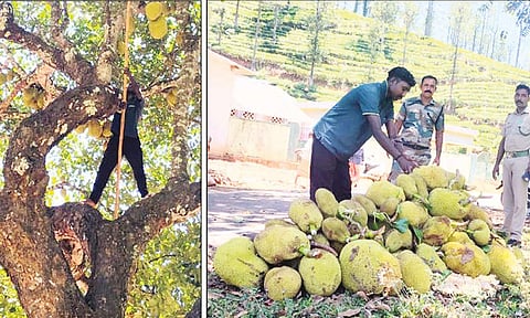 காட்டு யானைகள் ஊருக்குள் வருவதை தடுக்க மரங்களில் பலாப்பழங்களை அகற்றும் வனத்துறை