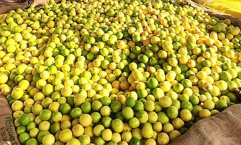 மவுசு அதிகரிப்பு, விளைச்சல் குறைவு: எலுமிச்சை பழம் விலை கிடுகிடு உயர்வு