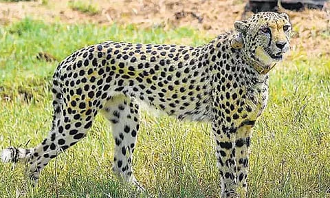 தென்ஆப்பிரிக்காவில் இருந்து பெங்களூரு வந்த 4 சிவிங்கி புலிகள்