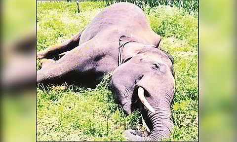 பலாப்பழத்துக்குள் வைத்த வெடிகுண்டு வெடித்து காட்டு யானை உயிரிழப்பு - முதியவர் கைது