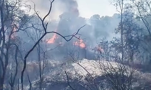 நீலகிரி: மசினகுடி வன பகுதியில் பயங்கர காட்டுத்தீ