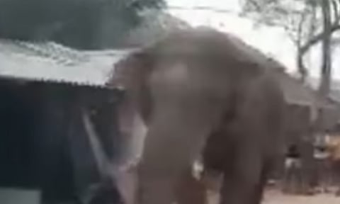 வாக்குச்சாவடிக்குள் நுழைந்த யானையால் பரபரப்பு: வாக்குப்பதிவு தாமதம்